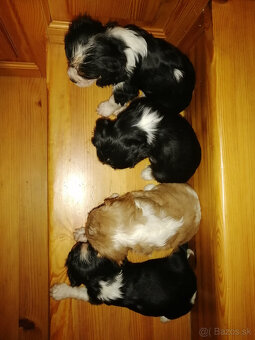 Cavalier King Charles Spaniel - 3