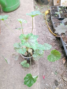 Heuchera zelená s jemnou farebnou kresbou - 3