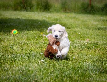 Zlaty retriever golden retriever šteniatka s pp - 3
