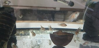 Electric blue acara - 3
