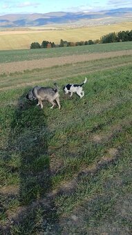 Megi hľadá domov plný lásky - 3