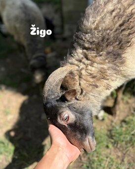 Predáme 3 po dohode kastrovanych mini baranov do chovu. - 3