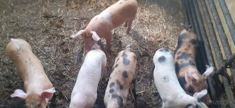 Odstavčatá z domáceho chovu - 3