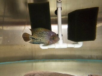 Vieja synspilum blue spotted - 3