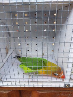 Predam agapornis - 3