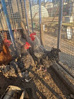 Predám kohúta Sereď - 3