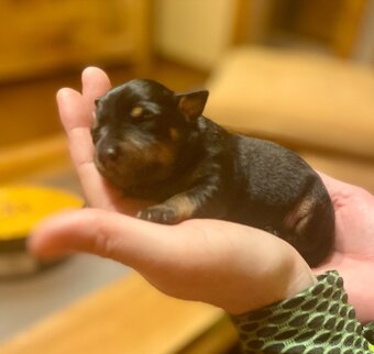 Srnčí ratlík x jack russel - 3