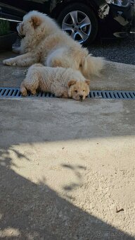 Chow Chow - 3