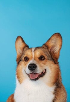 Welsh corgi pembroke - 3