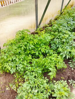 Predám planty (priesady rajčiny a papriky) - 3