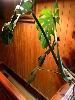 Monstera deliciosa - 3