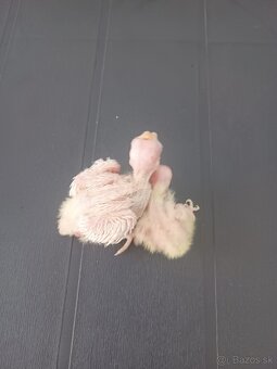 Maličké korelky pár dňove hneď na ručné dokrmovanie - 3
