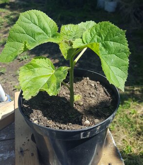 Sadenice (stromy) – Paulownia plstnatá (Paulovnia) - 3