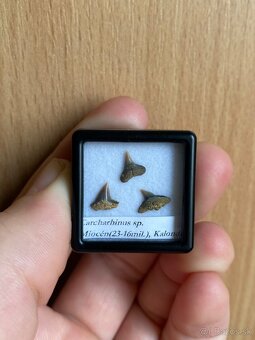 Fosílie žraločích zubov zo Slovenska - 3