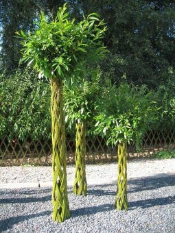 Pletená Vŕba americana salix - 3