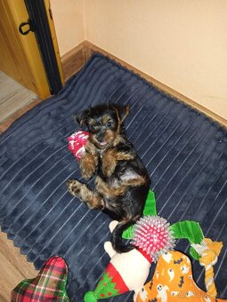 Jorkšírský teriér - 3