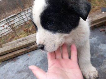 Stredoázijský ovčiak - 3