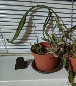 Pitahaya (dragon fruit) - 3
