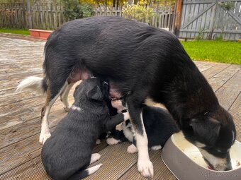 Dakujeme šteniatka - 3