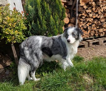 Border kolia- blue merle - 3