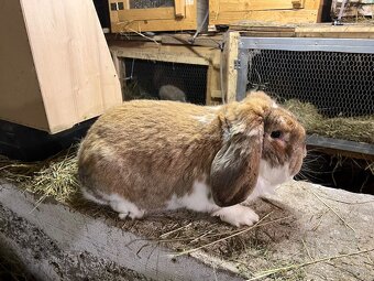 Francuzsky baran - 3