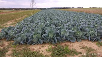 Hlavková Kapusta - 3