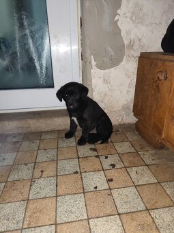 labrador steniatka - 3