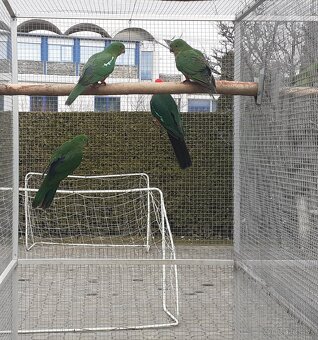 Papagáj kráľovský - 3