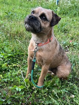 Border terrier - 3