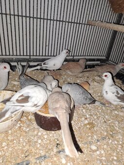 Diamantové holubky - 3