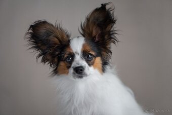 Papillon s rodokmeňom - 3