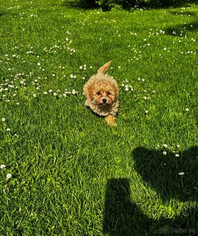 Maltipoo - 3