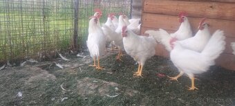Leghorn - 3