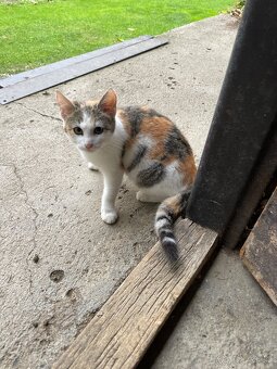 Mačiatko - macka - 3