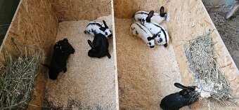 Králiky na predaj Český strakáč a Kalifornský - krížence - 3