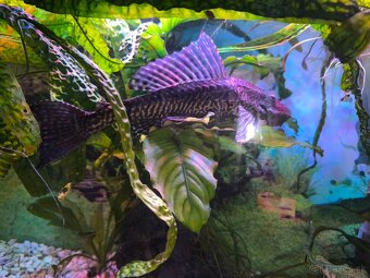 Prísavník velkoplutvý - 3