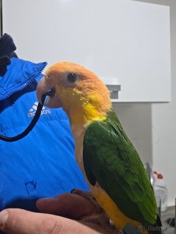 Amazonik bielobruchy - 3