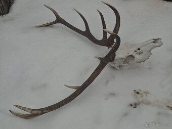 Trofej, parohy, zhody,dekoracia - 3