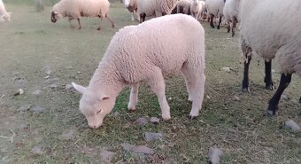 Predám jahňatá - 3