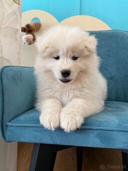 Samojed s PP - 3