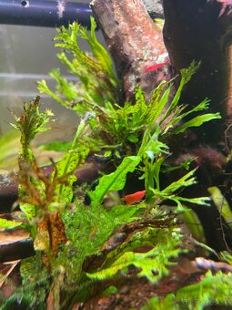 Krevetky red cherry - 3