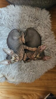 Donský sphynx mačiatka - 3