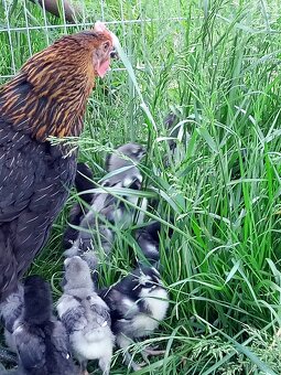Kuriatka marans - 3