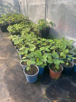 Paulownia Tomentosa rýchlorastúci strom - 3
