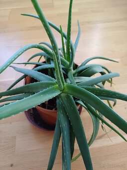 Predám Aloe vera - 3
