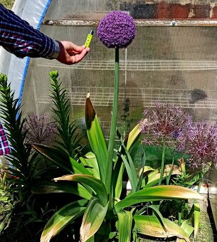 Okrasný cesnak Ambasador do 150 cm - 3