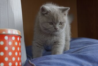 Britske maciatka - 3