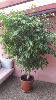 Predám fikus drobnolisty. - 3