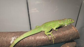 LEGUAN ZELENY + KOMPLET terarium 100 × 40 × 80 cm - 3