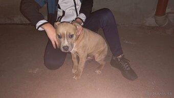 Americký stafordšírsky teriér - 3